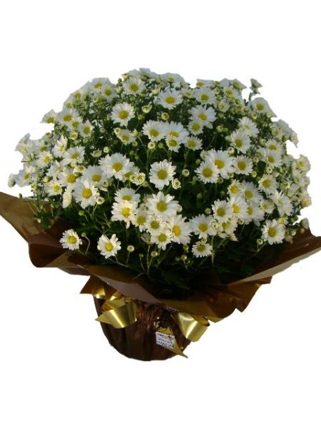 Bola Belga decorado - Recanto das Flores